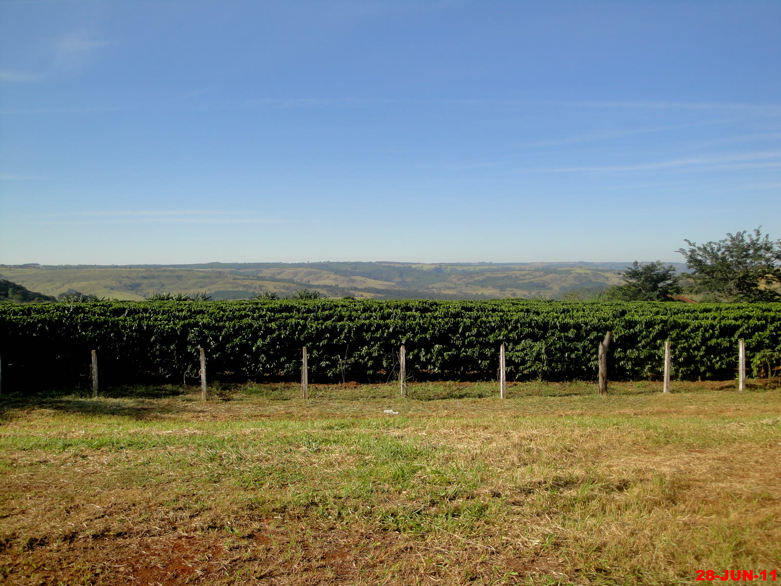 Cafezal e pasto seco da Alta Mogiana no inverno, na região de Franca